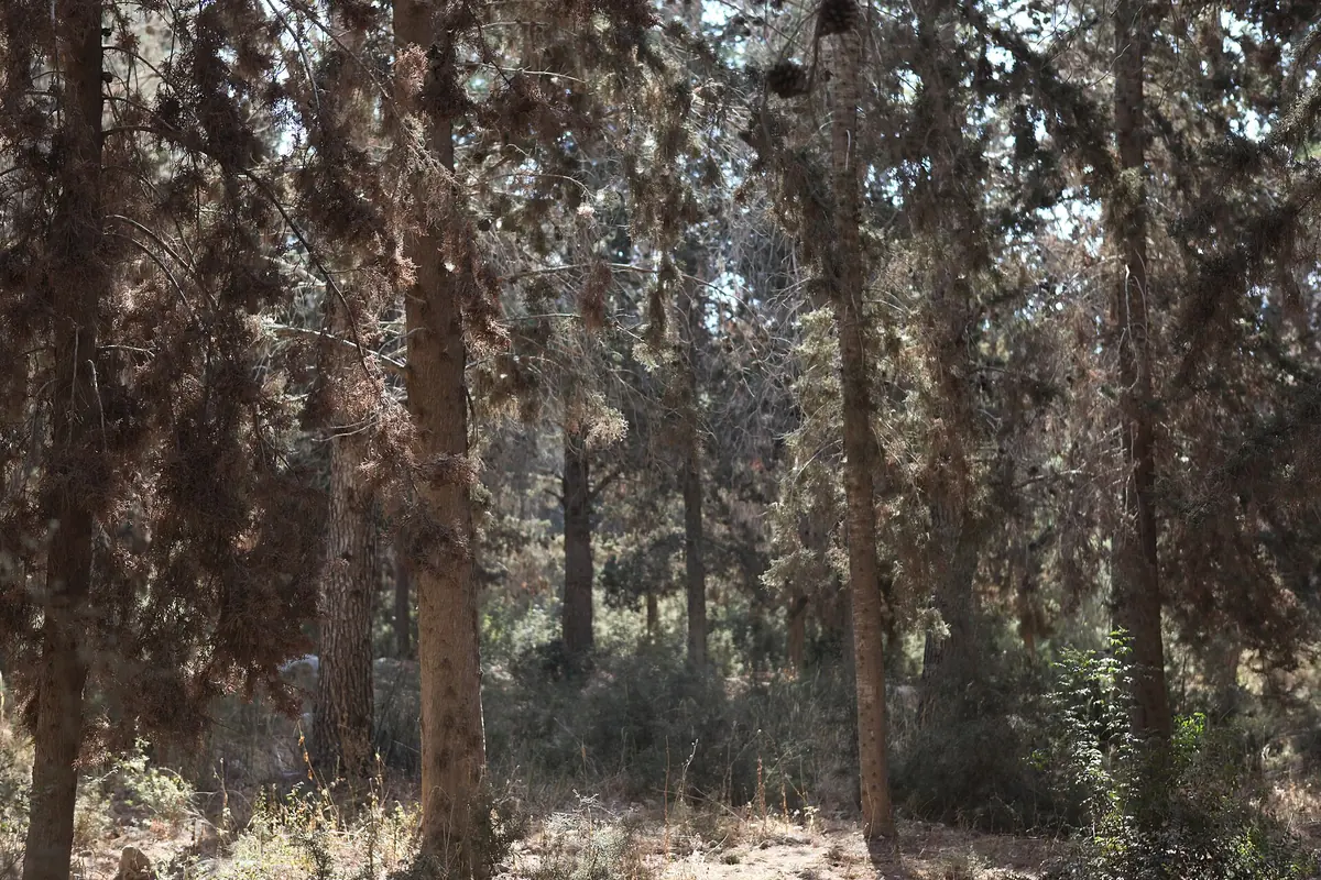 Tall pine trees in the Ben Shemen forest
