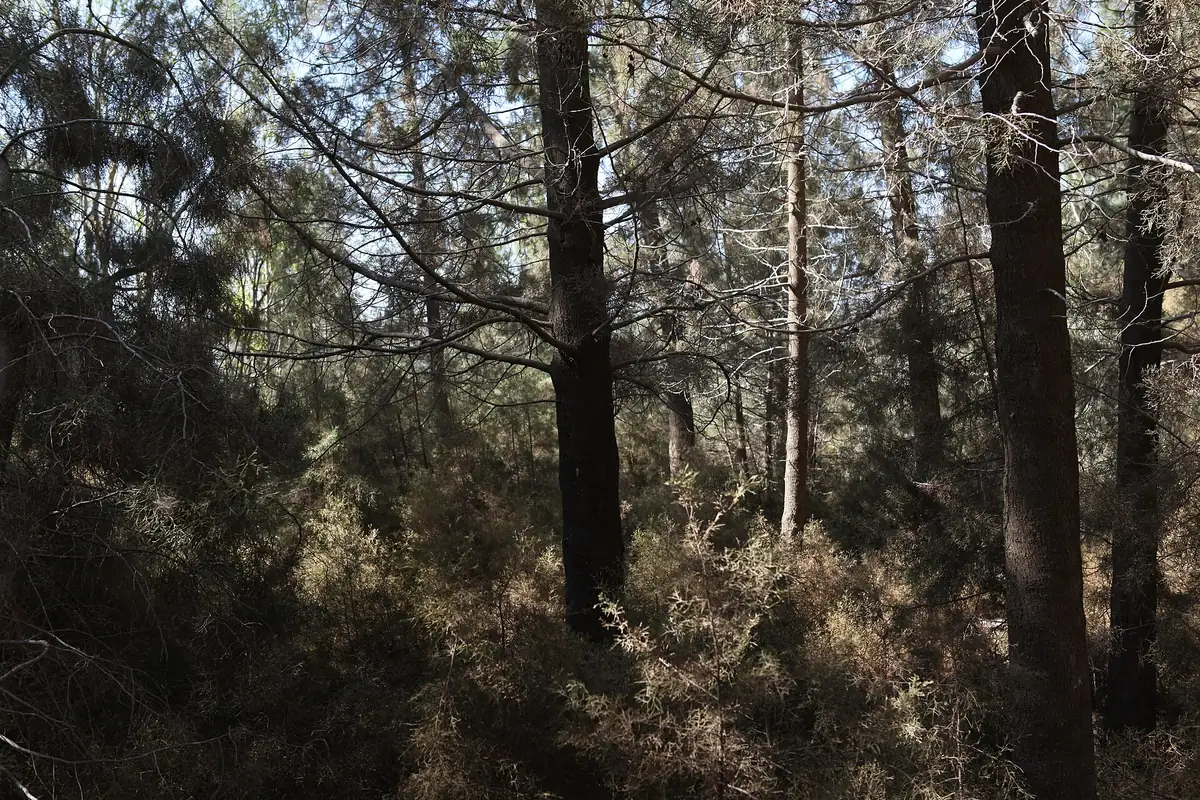 Pine forest in Ben Shemen in late-afternoon light