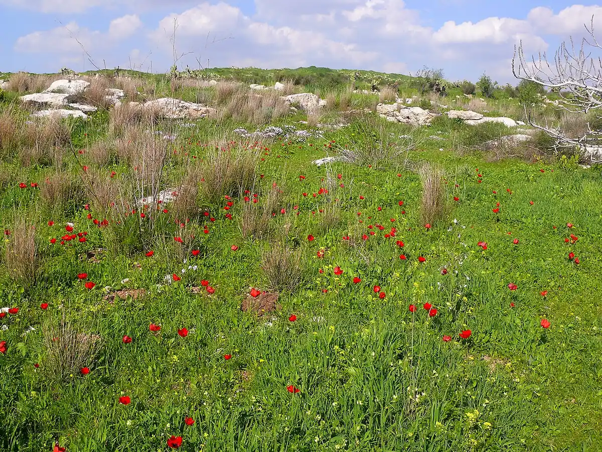 Givat HaTitora (Titora Hill), Modi'in